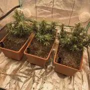 Mephisto - Major Toke