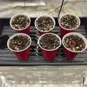 Beanfiendz Caddy Runtz & Neon Icon