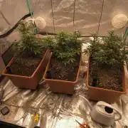 Mephisto - Major Toke