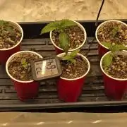 Beanfiendz Caddy Runtz & Neon Icon