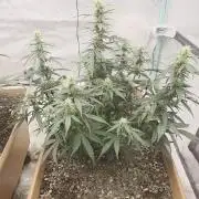 Mephisto - Major Toke