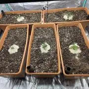 Beanfiendz Caddy Runtz & Neon Icon