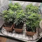 Beanfiendz Caddy Runtz & Neon Icon