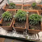 Beanfiendz Caddy Runtz & Neon Icon