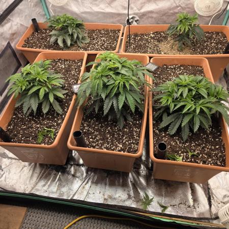 Beanfiendz Caddy Runtz & Neon Icon