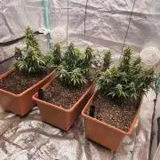 Mephisto - Major Toke
