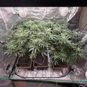 Beanfiendz Caddy Runtz & Neon Icon