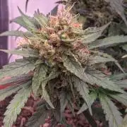 Mephisto - Major Toke