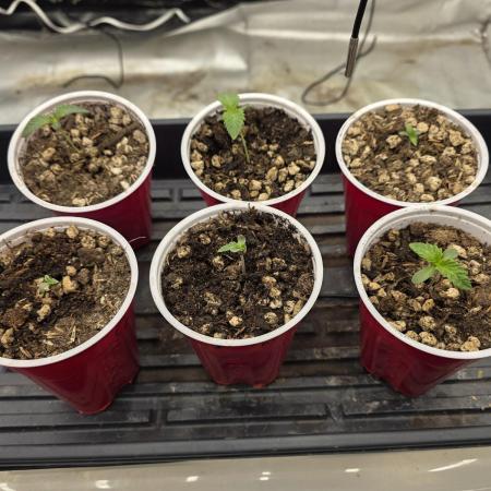 Beanfiendz Caddy Runtz & Neon Icon