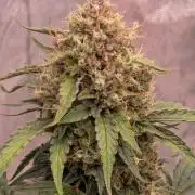 Mephisto - Major Toke