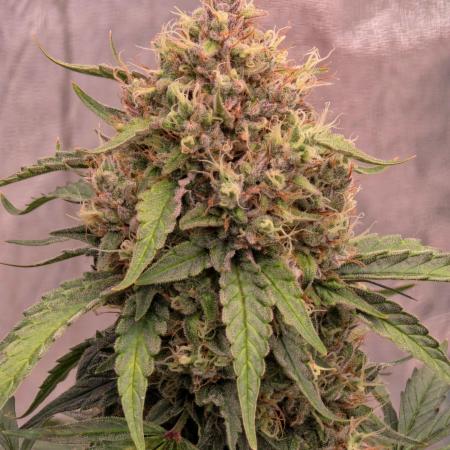 Mephisto - Major Toke