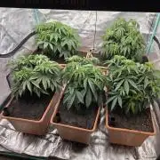 Beanfiendz Caddy Runtz & Neon Icon