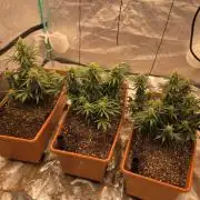 Mephisto - Major Toke