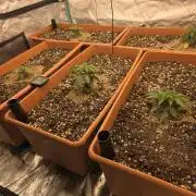 Beanfiendz Caddy Runtz & Neon Icon