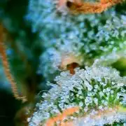Mephisto - Major Toke