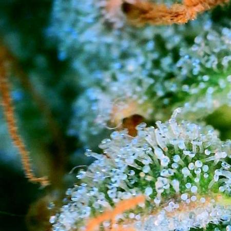 Mephisto - Major Toke