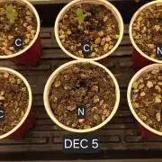 Beanfiendz Caddy Runtz & Neon Icon