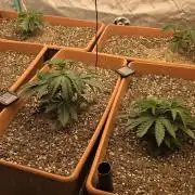 Beanfiendz Caddy Runtz & Neon Icon