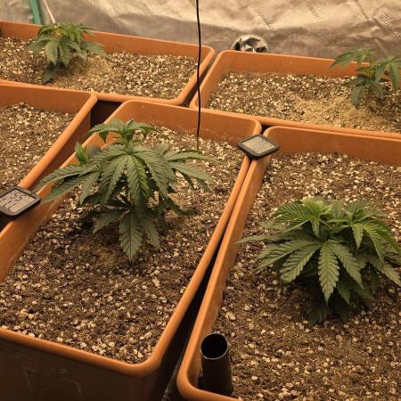 Beanfiendz Caddy Runtz & Neon Icon