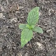 Mephisto - Major Toke