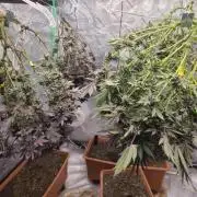 Exotic Genetix White Gold and Papaya Bang Bang Living Soil