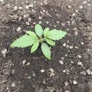Mephisto - Major Toke