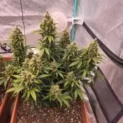 Mephisto - Major Toke