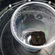 My Strawberry Gorilla