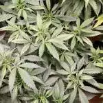 Forbiden runz auto fastbud