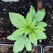 Test kannabia seed