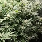 Test kannabia seed