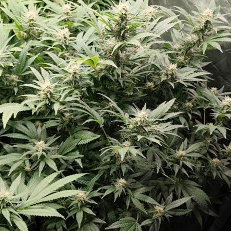 Test kannabia seed