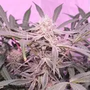 Exotics seed