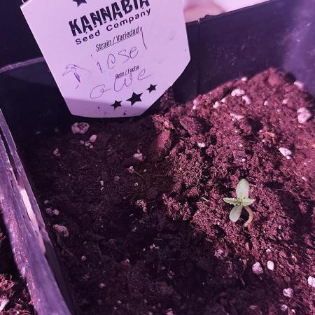 Test kannabia seed