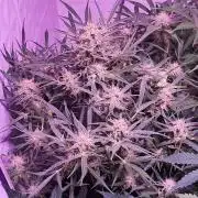 Exotics seed