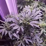 Test kannabia seed