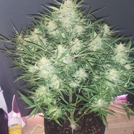 Exotics seed