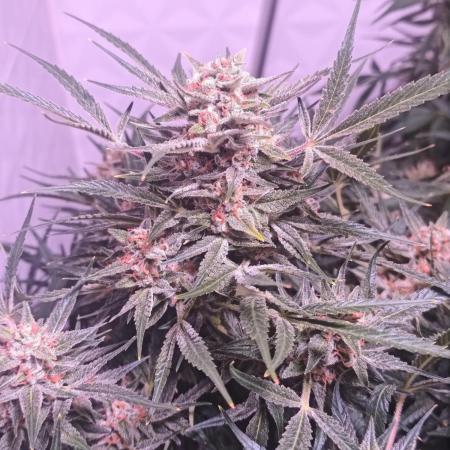 Exotics seed