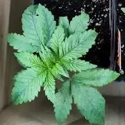 Test kannabia seed