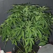 Exotics seed