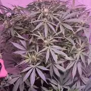 Exotics seed