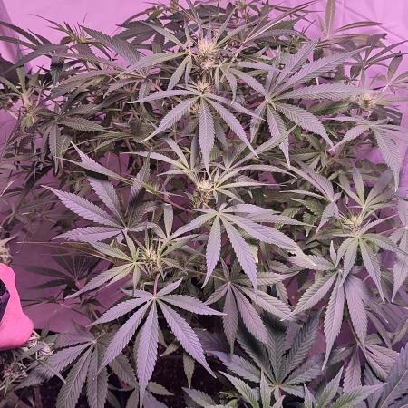 Exotics seed