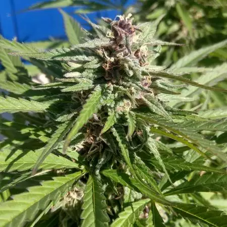 Purple Maroc Outdoor