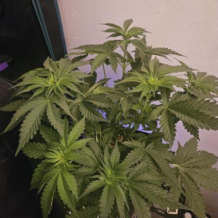 TEST GROW #WorldBreedersLab