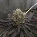 DOKI DOKI - Perfect Tree Seeds