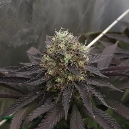 DOKI DOKI - Perfect Tree Seeds