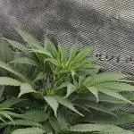 Solfire Gardens - Barf Breath