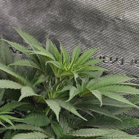 Solfire Gardens - Barf Breath