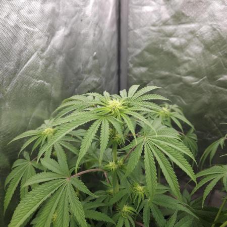 ABF Genetics