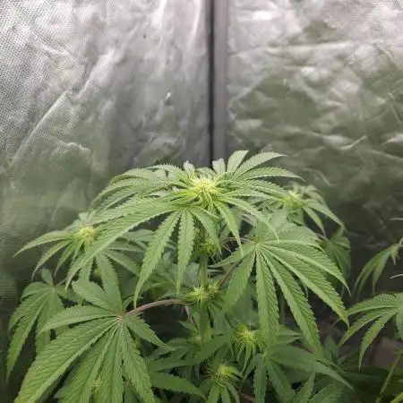 ABF Genetics